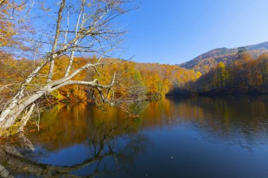 Bolu Türkiye Sonbahar'da Sevenlakes Milli Parkı. Yedigöller Milli Parkı