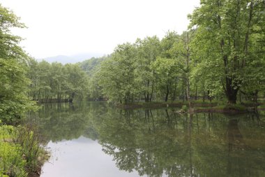 Türkiye'nin şelaleleri ve nehirleri. Erikli şelalesi, Çınarcık, Yalova, Türkiye