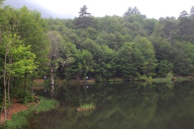 Türkiye'nin şelaleleri ve nehirleri. Erikli şelalesi, Çınarcık, Yalova, Türkiye