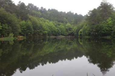 Türkiye'nin şelaleleri ve nehirleri. Erikli şelalesi, Çınarcık, Yalova, Türkiye