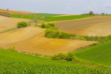 Tekirdağ'da yeşil sarı ve tarlalar