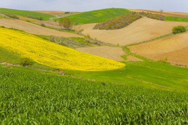 Tekirdağ'da yeşil sarı ve tarlalar