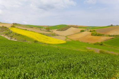Tekirdağ'da yeşil sarı ve tarlalar