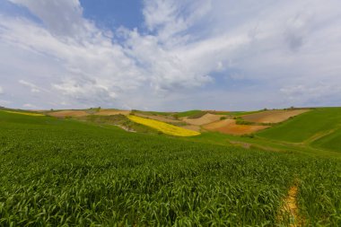 Tekirdağ'da yeşil sarı ve tarlalar