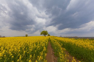 Tekirdağ'da yeşil sarı ve tarlalar