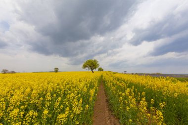 Tekirdağ'da yeşil sarı ve tarlalar