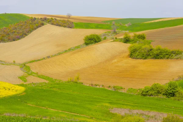 Amarillo Verde Campos Tekirdag — Foto de Stock