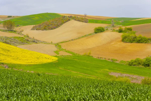 Grön Gul Och Fält Tekirdag — Stockfoto