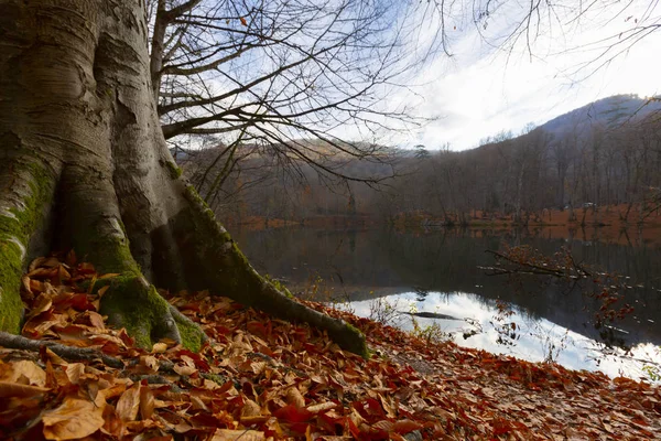 Herfstlandschap Zeven Meren Yedigoller Park Bolu Turkije — Stockfoto