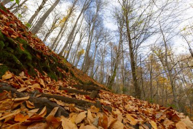 Yedigoller Park Bolu, Türkiye 'de sonbahar manzarası (yedi göl)
