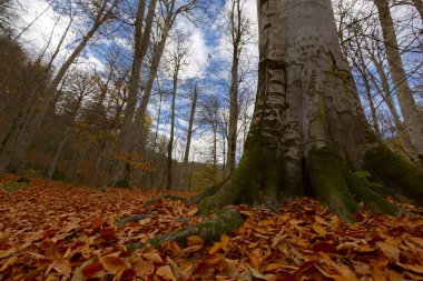 Yedigoller Park Bolu, Türkiye 'de sonbahar manzarası (yedi göl)