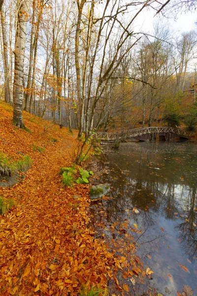 Herfstlandschap Zeven Meren Yedigoller Park Bolu Turkije — Stockfoto