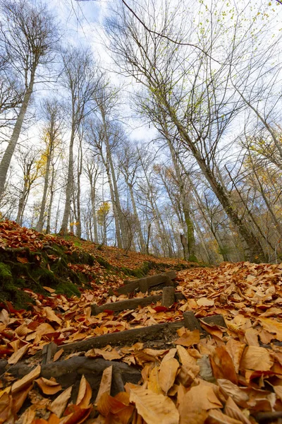 Herbstlandschaft Sieben Seen Yedigoller Park Bolu Türkei — Stockfoto