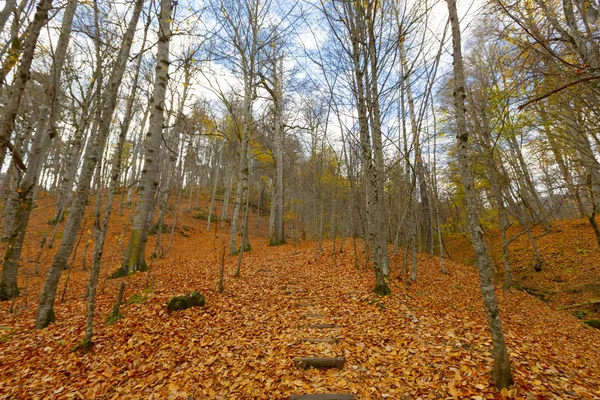 Herfstlandschap Zeven Meren Yedigoller Park Bolu Turkije — Stockfoto