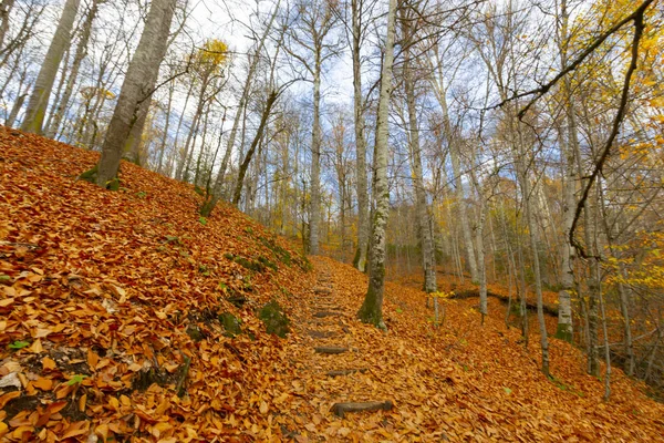 Herbstlandschaft Sieben Seen Yedigoller Park Bolu Türkei — Stockfoto