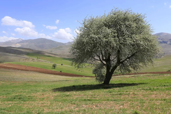 Vulkanische Berg Erciyes Kayseri Landbouwgrond Panaromic Kayseri Turkije — Stockfoto