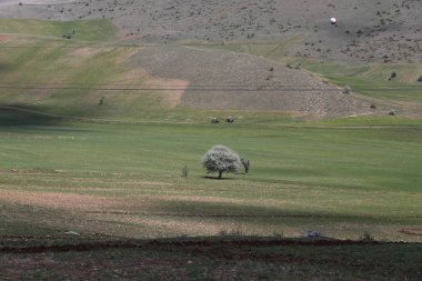 Volkanik dağ Erciyes ve Kayseri tarım arazileri panaromik - Kayseri Türkiye