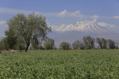 Volkanik dağ Erciyes ve Kayseri tarım arazileri panaromik - Kayseri Türkiye