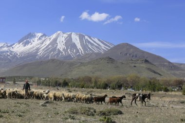 Volkanik dağ Erciyes ve Kayseri tarım arazileri panaromik - Kayseri Türkiye