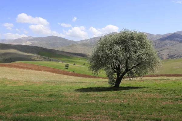 Vulkanische Berg Erciyes Kayseri Landbouwgrond Panaromic Kayseri Turkije — Stockfoto