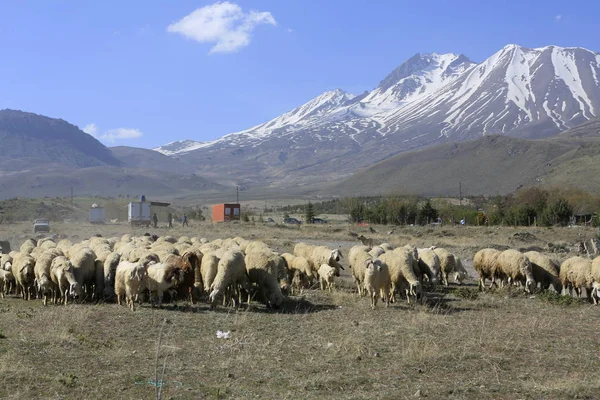 Montagne Volcanique Erciyes Kayseri Terres Agricoles Panaromique Kayseri Turquie — Photo