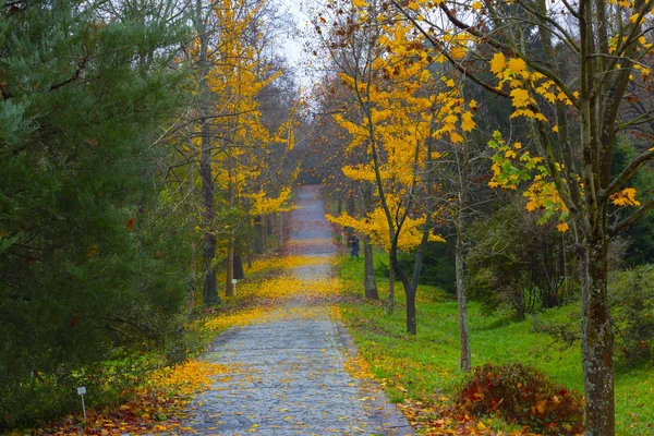 Ataturk Arboretum Botanic Park Istanbul — Stock Photo, Image