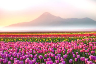 Konya Şehir ve peyzaj / Türkiye 