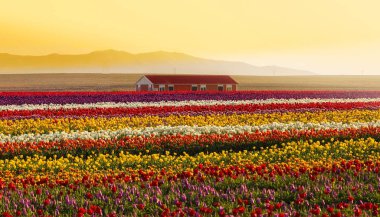 Konya Şehir ve peyzaj / Türkiye 