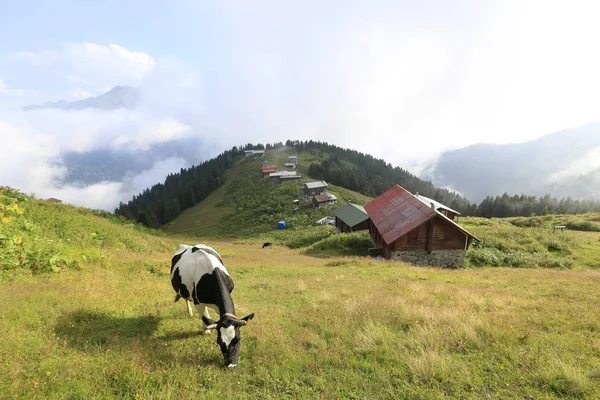 Pokut Plateau Rize Camlihemsin Planalto Pokut Mar Negro Turquia Rize — Fotografia de Stock