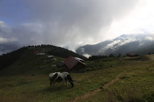 Pokut Plateau Rize Camlihemsin Planalto Pokut Mar Negro Turquia Rize — Fotografia de Stock