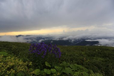 Kaçkar dağlarında Ambarlı yaylasının panoramik manzarası, Karadeniz, Rize, Türkiye