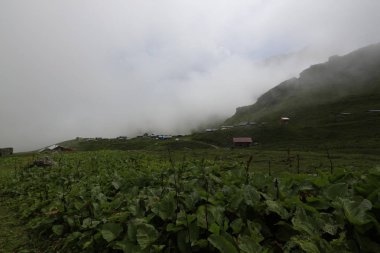 Kaçkar dağlarında Ambarlı yaylasının panoramik manzarası, Karadeniz, Rize, Türkiye