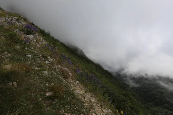 Nebel Erreicht Das Gito Plateau Landschaftsbild Von Nebel Und Vieh — Stockfoto