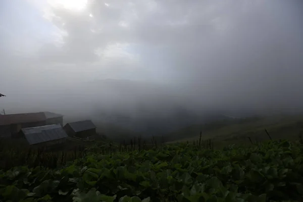 Fog Arrives Gito Plateau Landscape Photo Fog Cattle Rize Northeastern — Stock Photo, Image