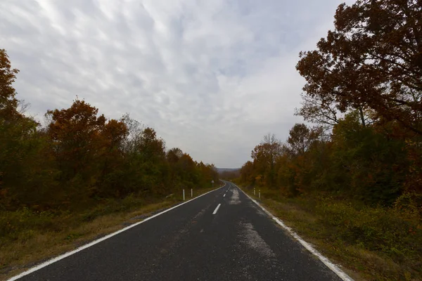 Moře Stromy Oblačné Počasí Kiyikoy Kirlareli Turecko — Stock fotografie