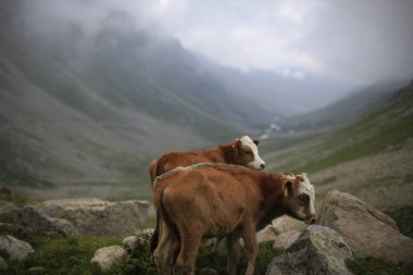 Karadeniz ve Türkiye'de Vercenik Dağı'nın zirvesine yürüyen dağcılar.