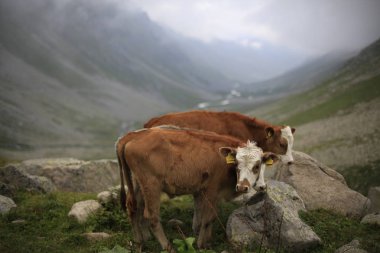 Karadeniz ve Türkiye'de Vercenik Dağı'nın zirvesine yürüyen dağcılar.