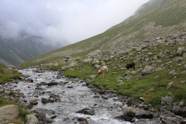 Karadeniz ve Türkiye'de Vercenik Dağı'nın zirvesine yürüyen dağcılar.
