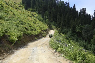 Kaçkar Dağları ve Peyzaj 