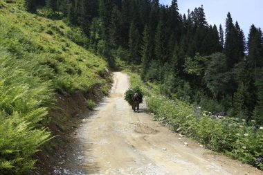 Kaçkar Dağları ve Peyzaj 
