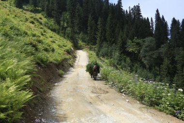 Kaçkar Dağları ve Peyzaj 
