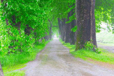 Doğanın güzel renkleri. Dudaklı, Bursa, Türkiye