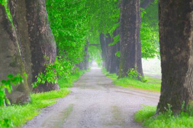 Doğanın güzel renkleri. Dudaklı, Bursa, Türkiye