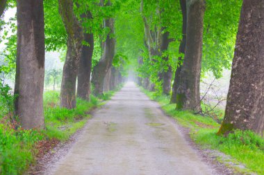 Doğanın güzel renkleri. Dudaklı, Bursa, Türkiye