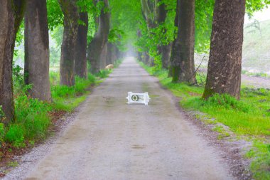 Doğanın güzel renkleri. Dudaklı, Bursa, Türkiye