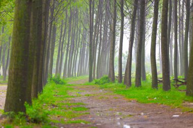 Doğanın güzel renkleri. Dudaklı, Bursa, Türkiye