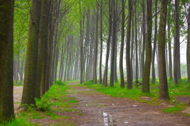 Doğanın güzel renkleri. Dudaklı, Bursa, Türkiye