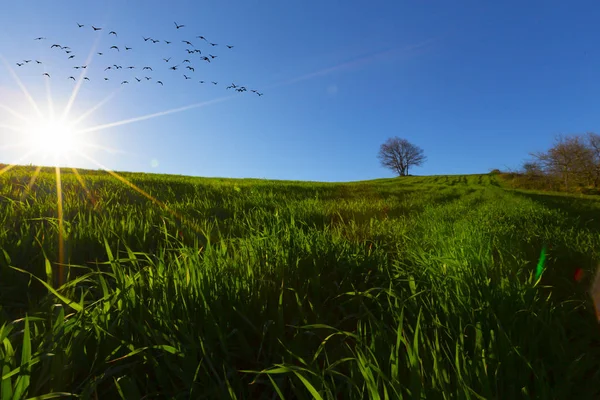 Tengerre Néző Akcakese Village Isztambulban — Stock Fotó