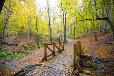 Bolu Türkiye Sonbahar'da Sevenlakes Milli Parkı. Yedigöller Milli Parkı