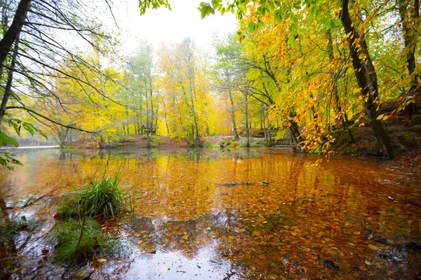 Sedmijezská Národní Park Podzim Bolu Turkey Yedigoller Milli Park — Stock fotografie